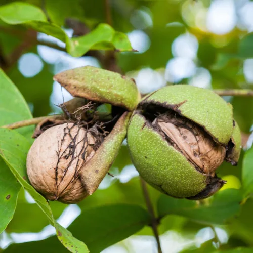 Miniatura 6 de Planta viva de nogal negro de 1 año en maceta de 4 pulgadas, resistente al frío, inactiva, nogal blanco como nuez, árboles de nueces para plantar