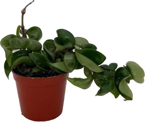 Miniatura 4 de Planta de cuerda hindú india - Hoya - Exótica/Fácil - Maceta de 4