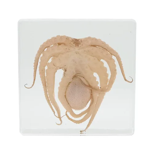Miniatura 2 de Muestras de pulpo reales en manualidades de pisapapeles de resina, colección de taxidermia de animales para educación científica y adorno