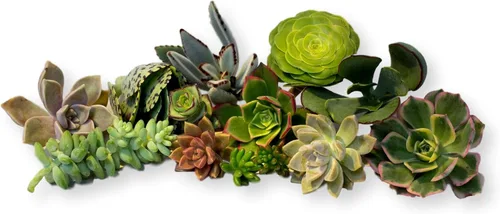 Miniatura 3 de 10 esquejes surtidos de suculentas vivas, no hay 2 suculentas iguales, ideales para terrarios, mini jardines y como plantas de inicio. Plantas