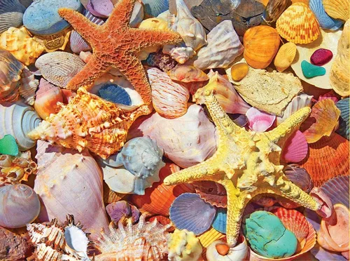 White Mountain Rompecabezas de 500 piezas de collage de océano de verano con piezas grandes, regalo para adultos y familia, de 18 x 24 pulgadas,