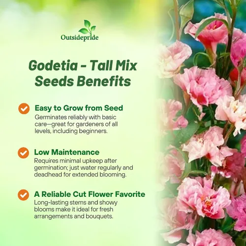 Miniatura 3 de Outsidepride 5000 semillas anuales Godetia Tall Flower Seed Mix para plantar Mezcla alta