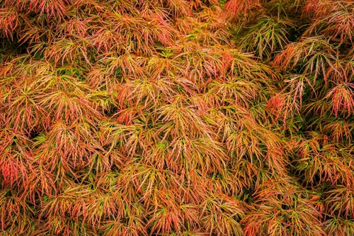 Miniatura 5 de 10 Weeping LACELEAF Maple Japanese Acer Palmatum Dissectum Green Yellow Red Tree Seeds