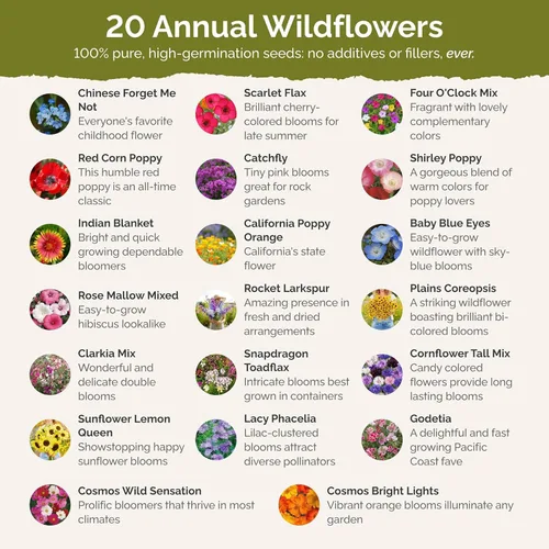 Miniatura 3 de Eden Brothers Todas las semillas mixtas anuales de flores silvestres para plantar, 1/4 lb, más de 120,000 semillas con girasol, manta india, lino