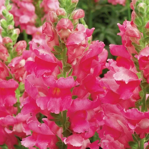 Miniatura 5 de Seeds Snapdragon Tall Pink