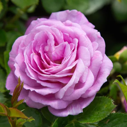 Rosas Heirloom Floribunda, Planta de raíz propia viva para jardín al aire libre, Arctic Blue™, Moderadamente fragantes, Zonas de rusticidad: 5-9,