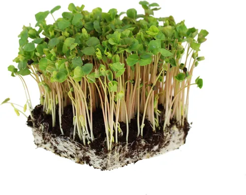 Miniatura 3 de Semillas de germinación de trigo sarraceno orgánico a granel, 4 libras, sin cáscara, orgánicas, jardinería, cultivo de verduras para ensalada