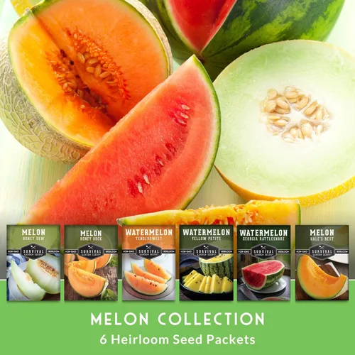 Miniatura 3 de Variedad de semillas de melón – 6 semillas autóctonas de melón cantalupo, melón y sandía para plantar – con Honey Rock, Hale’s Best, Tendersweet