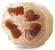 Miniatura 3 de Esponja de calabaza Luffa Great Heirloom Vegetable de Seed Kingdom BULK 1 libra de semillas