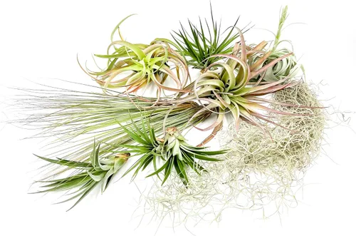 Miniatura 10 de ragnaroc Air Plants - Caja de Regalo Elsker - Grande 4" - 5ct - Llegada Viva Garantizada - Plantas de interior para decoración del hogar y regalo
