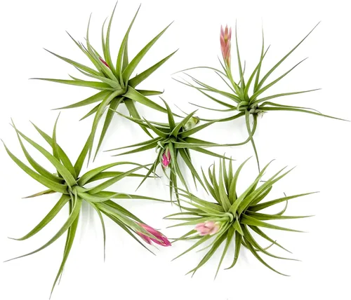 Miniatura 11 de ragnaroc Air Plants - Tillandsia Caput Medusae Floreciente, Grande 5-7" - 1ct - Llegada Viva Garantizada - Plantas de Casa para Decoración del Hogar