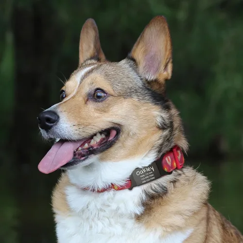 Miniatura 6 de Etiquetas de identificación para mascotas Anavia que se deslizan en silencio, S/M/L/XL, etiqueta de nombre para gatos y perros de acero inoxidable