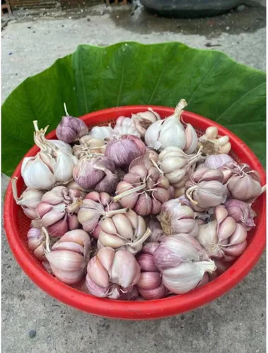 Miniatura 5 de 1 Libra de Ajo Duro de Cuello para Plantar en Otoño, Bulbo de Ajo Grande para Plantar, Fresco y Alta Rendimiento, Resistente al Frío, Plantación