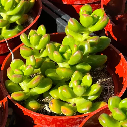 Miniatura 2 de Sprout N Green Sedum lucidum Obesum de 4 pulgadas, suculenta viva totalmente enraizada en macetas con mezcla de tierra, planta doméstica rara