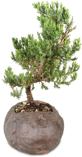 Miniatura 2 de Brussel's Bonsai - Árbol bonsai de enebro montículo verde, para exterior, mediano, 5 años, de 15 a 25 cm de altura, incluye maceta de roca