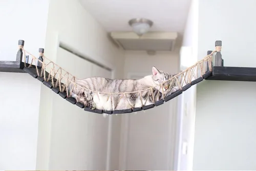 Catastrophic Creations Puente para gatos de 50 pulgadas montado en la pared para gatos y sala de estar, juguete ideal para escalar y alternativa al