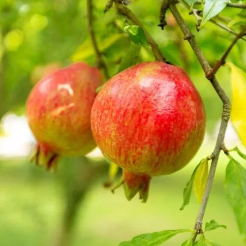 Miniatura 3 de Granada Punica granatum 'Sweet' – Árbol de granada súper dulce