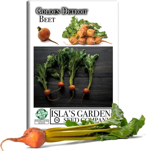 Semillas de remolacha Golden Detroit (Beta vulgaris) – Más de 100 semillas de reliquia sin OMG de Isla's Garden Seeds, remolacha dorada dulce y