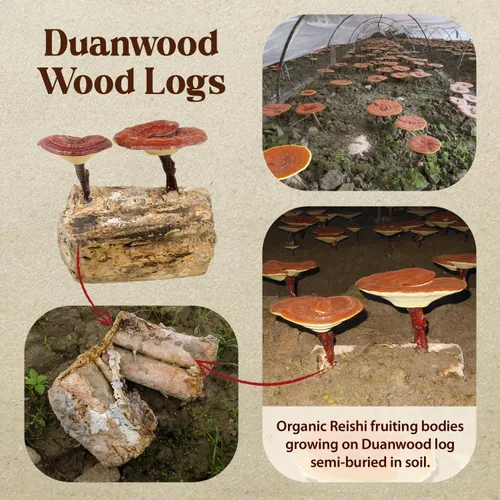 Miniatura 3 de Dragon Herbs Duanwood Reishi Drops • Suplemento de hongos • Montaña cultivada orgánicamente en troncos • Extracciones triples • para inmunidad