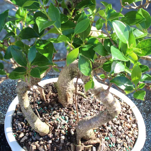 Miniatura 12 de Brussel's Bonsai - Árbol bonsái para interiores, M