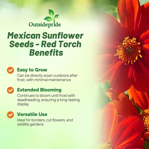 Miniatura 3 de Outsidepride Red Torch - Semillas de girasol mexicano, 1000 semillas anuales Tithonia, de crecimiento rápido, tolerantes al calor y a la sequía