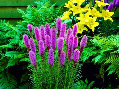 Miniatura 2 de Semillas Pink Blazing Star/Liatris/Flores perennes