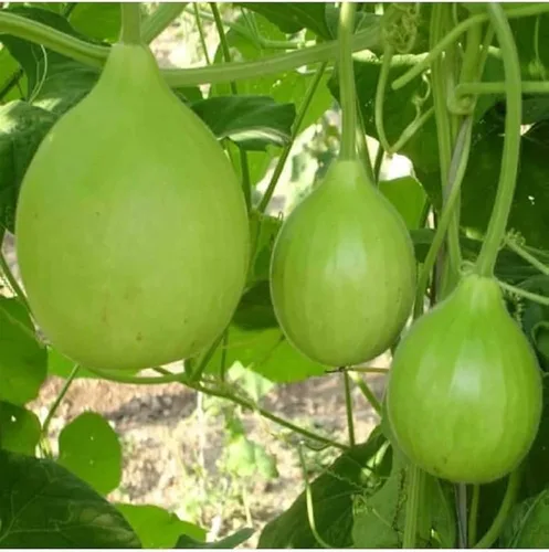 Miniatura 4 de Semillas de calabaza de botella redonda india para plantar, semillas de verduras fáciles de cultivar para el jardín del hogar, jardinería