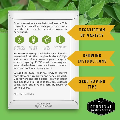 Miniatura 2 de Semillas de salvia culinaria común (Salvia Officinalis) para plantar (1 paquete) Reliquia, Cultivo en Contenedores y Jardines de Hierbas