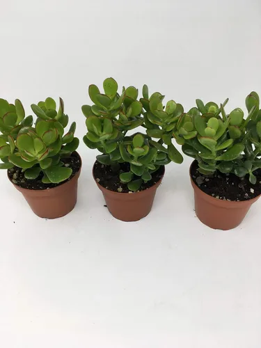 Miniatura 2 de Planta de jade - Crassula ovuta - Fácil de cultivar - Maceta de 4 pulgadas/Único de jmbamboo (3)