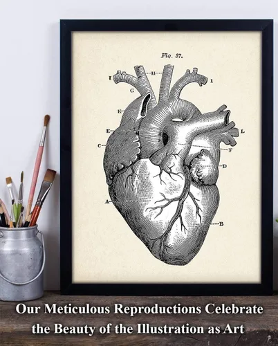 Miniatura 2 de Anatomical Heart - Impresión artística de anatomía sin marco de 11 x 14 pulgadas, póster de anatomía vintage para médicos, enfermeras, estudiantes