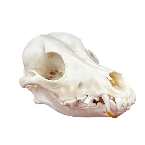 Miniatura 14 de Calaveras de animales reales en taxidermia, espécimen de huesos reales, suministros de taxidermia para educación científica, regalo especial