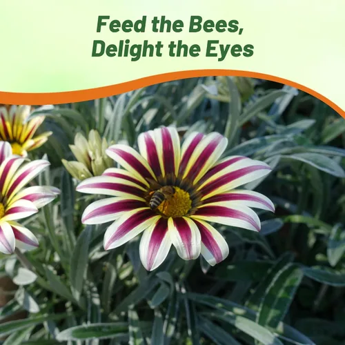 Miniatura 6 de Outsidepride White Flame Gazania Semillas para plantar – 50 piezas de semillas perennes, de bajo mantenimiento, tolerantes a la sequía para flores