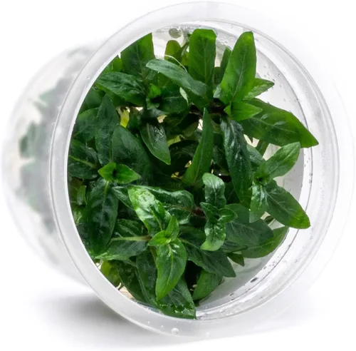 Miniatura 30 de Planta viva SubstrateSource - Hierba enana Eleocharis Belem cultivada en tejidos acuáticos para acuario - 100% libre de caracoles en copa in vitro