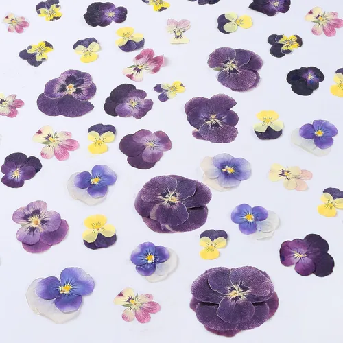 Miniatura 12 de 48 mini flores naturales secas prensadas para el aliento del bebé para decoración de pasteles, invitaciones de boda, flor de gypsophila seca real