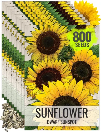Miniatura 43 de Seed Needs Semillas de girasol para plantar girasoles de manchas solares enanas, semillas de flores de corte anual de polinización abierta