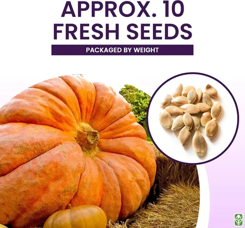 Miniatura 3 de Semillas de calabaza gigantes para plantar – 10 semillas del Atlántico de eneldo para calabazas récords! – Vegetales para plantar al aire libre