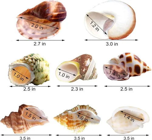 Miniatura 2 de SINKOO 8 conchas de cangrejo ermitaño medianas a grandes, conchas turbo naturales de 2.3 a 3.5 pulgadas, tamaño de apertura de 1 a 2 pulgadas