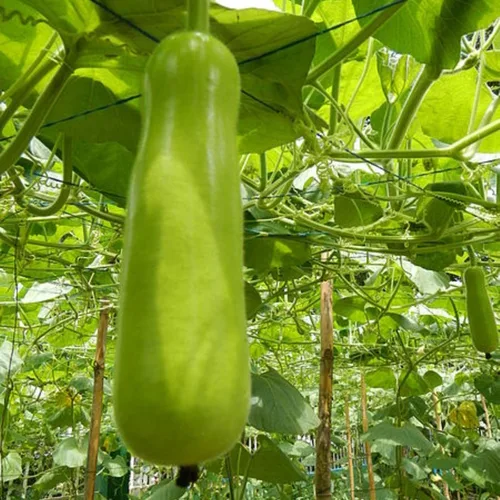 25 piezas de semillas de calabaza de botella larga india para plantar, semillas de vegetales sin OMG para el jardín del hogar, terraza, jardineras