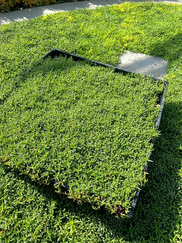 Miniatura 4 de BAREROOT Ruschia Lineolata 'Nana' - 'Alfombra enana de estrellas' - PPAF - Suculenta césped subsitute - Jardín de Cristina (36)