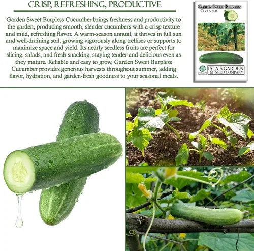 Miniatura 5 de Garden Sweet - Semillas de pepino sin eructos para plantar (Cucumis sativus) – Más de 50 semillas sin OMG y reliquias de Isla's Garden Seeds