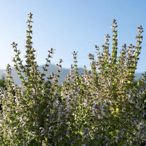 Miniatura 2 de Plant Good Seed Semillas orgánicas de salvia clara para plantar: hierba para cosméticos, flores moradas fragantes - Paquete de 50 semillas