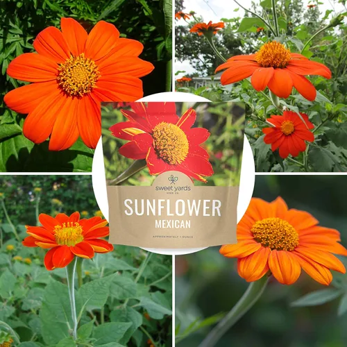 Miniatura 9 de Semillas de girasol mexicano - Paquete extra grande - Más de 2,500 semillas de flores silvestres polinizadas abiertas sin OMG - Tithonia rotundifolia