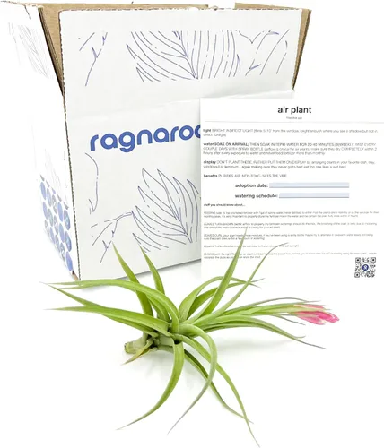 Miniatura 3 de Plantas de aire – Tillandsia Aeranthos florecientes, grandes 3-5 pulgadas – 1 unidad – Llegada viva garantizada – Plantas