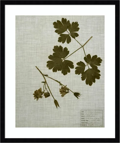 Miniatura 18 de Amanti Art Vision Studio - Lienzo decorativo para pared, 36 x 30 pulgadas, hojas prensadas en lino I por Vision Studio, arte de pared de naturaleza
