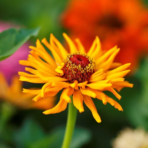 Miniatura 3 de Eden Brothers - Semillas de zinnia, cactus con flores, sin OMG, plantar en primavera, paquete, flores de bajo mantenimiento, zonas 3, 4, 5, 6, 7, 8