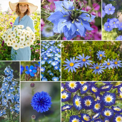 Miniatura 19 de Eden Brothers Singin the Blues - Semillas mixtas de flores silvestres para plantar, 1/4 libras, más de 120,000 semillas con lino azul, altramuces