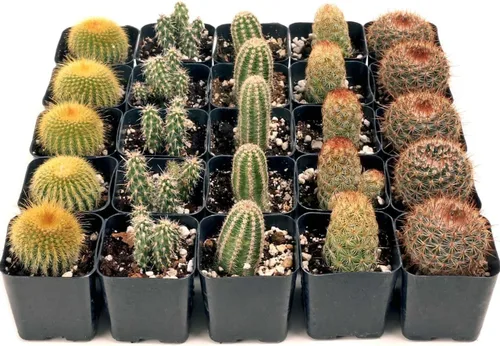 Mountain Crest Gardens Paquete a granel de cactus – 25 plantas vivas, 5 de cada variedad, enraizadas en macetas de 2 pulgadas, cactus reales para