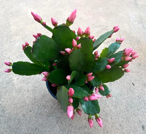 Miniatura 2 de Planta viva de cactus rosa de primavera de 4 pulgadas, Rhipsalidopsis. Recién plantado, cactus navideño. Hermoso color.
