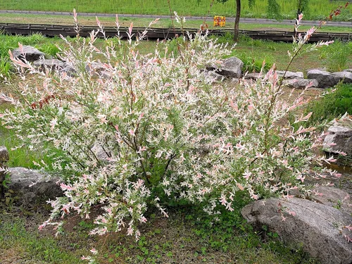 Miniatura 10 de Greenwood Nursery: Plantas arbustivas vivas - Spicebush + Lindera Benzoin - [Cantidad: 2 Macetas de 1 Cuarto]