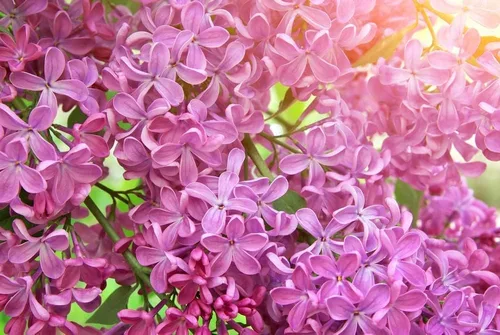 Miniatura 2 de Semillas de árbol bonsái Pink Lilac Más de 30 semillas Muy apreciadas para bonsái, impresionantes flores rosadas